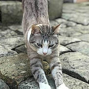 Murffy participe au concours pour gagner de l'argent avec cette photo : animal, cat, closeup, daylight, ears, focused, fur, gray, mammal, nature, outdoor, paws, pet, quiet, stone_path, stretching, texture, whiskers, white, wildlife