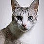 Murffy a rejoint le concours — aidez-le/la à gagner de superbes lots ! animal, blue_eyes, cat, close_up, curious, cute, domestic_cat, ears, face, feline, fur, gray, indoor, looking, mammal, pet, portrait, soft_light, whiskers, white