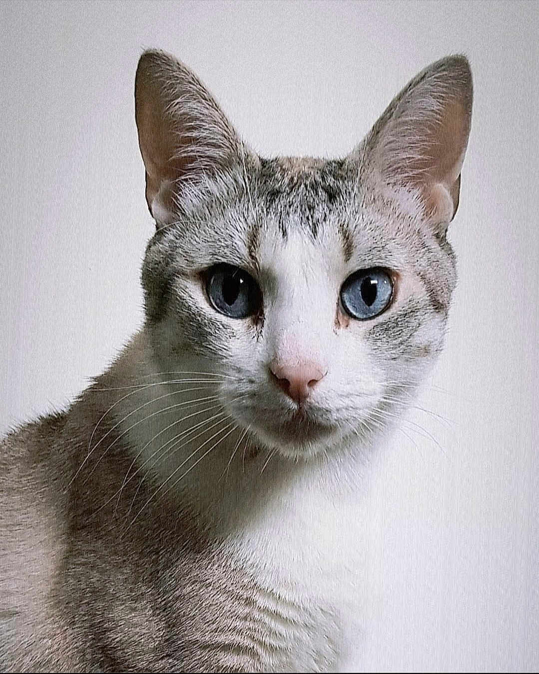 Murffy a rejoint le concours — aidez-le/la à gagner de superbes lots ! animal, blue_eyes, cat, close_up, curious, cute, domestic_cat, ears, face, feline, fur, gray, indoor, looking, mammal, pet, portrait, soft_light, whiskers, white