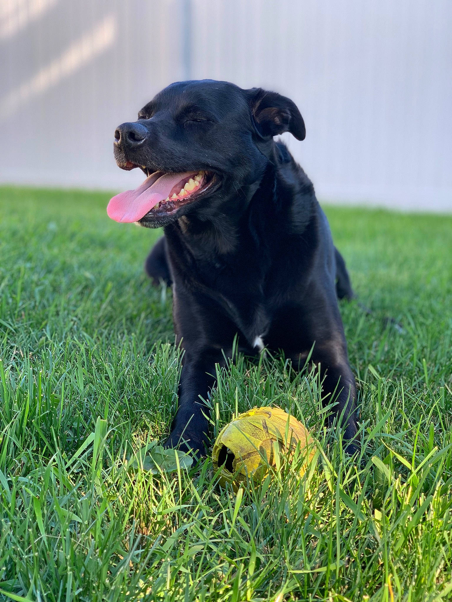 Julius