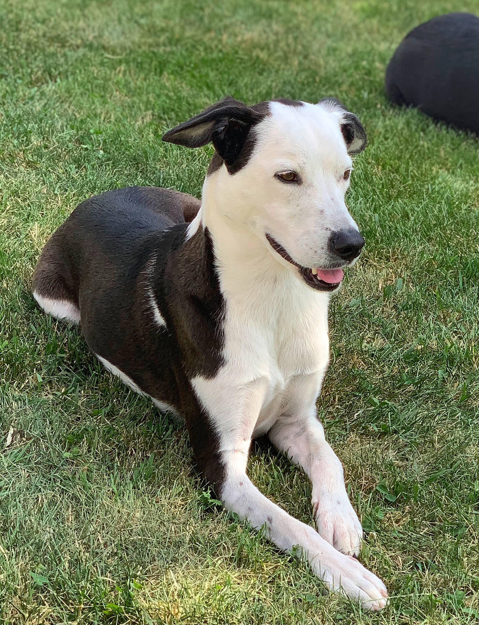 Poppet is registered to the contest to win money with this photo: canidae, carnivore, collar, companion_dog, dog, dog_breed, dog_collar, dog_supply, fawn, grass, non_sporting_group, pet_supply, plant, snout, sporting_group, tail, terrestrial_animal, terrier, working_animal, working_dog