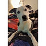 Poppet is registered to the contest to win money with this photo: animal, bed, black_and_white, blanket, comfort, cozy, curious, cute, dog, ears, eyes, fur, head_tilt, home, indoor, laying_down, nose, pet, portrait, resting