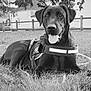 Vasco a rejoint le concours — aidez-le/la à gagner de superbes lots ! dog, black_dog, grass, outdoor, harness, tongue_out, happy, pet, animal, lying_down, fence, house, tree, nature, canine, portrait, closeup, monochrome, daytime, leash