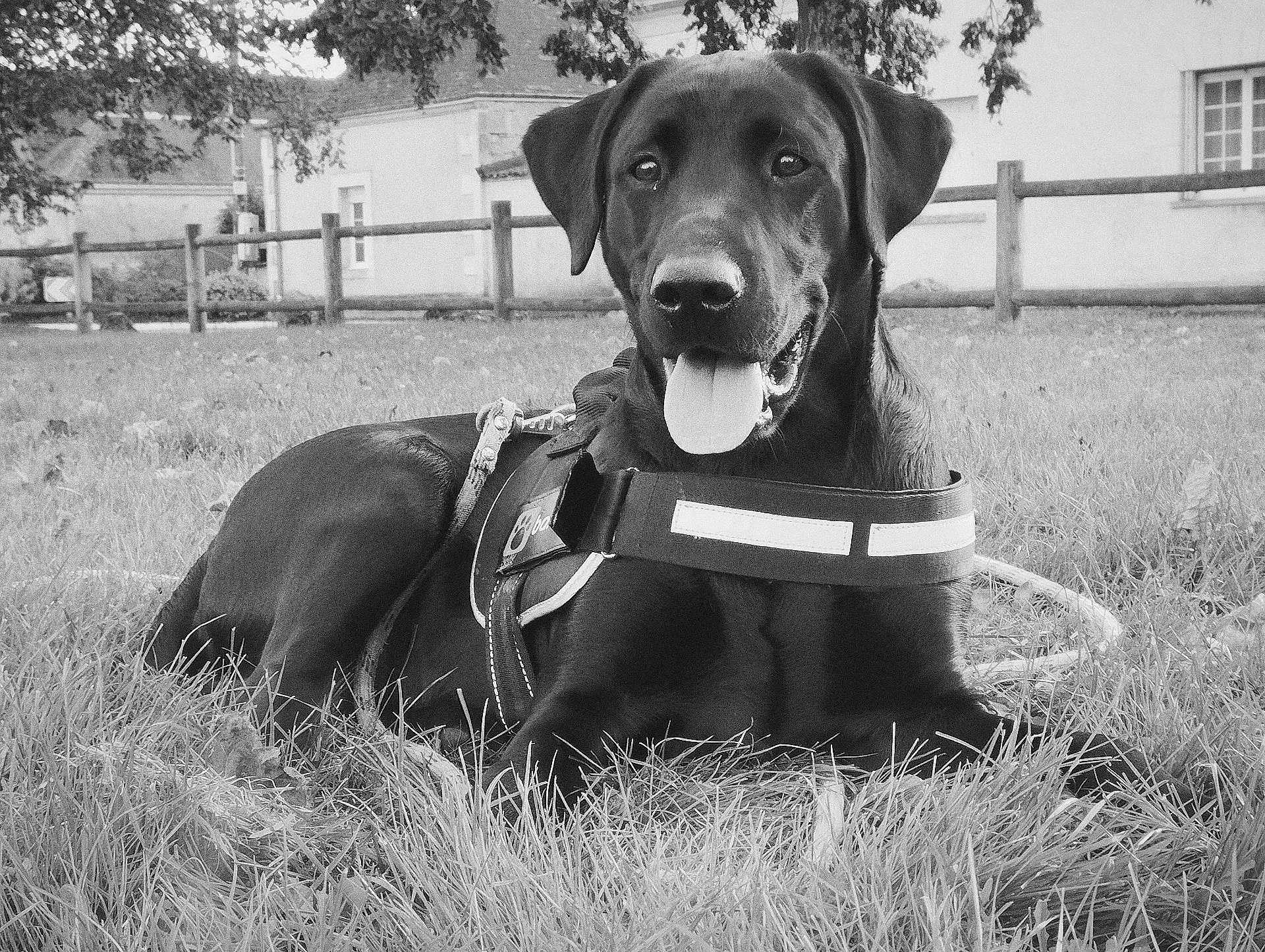 Vasco a rejoint le concours — aidez-le/la à gagner de superbes lots ! dog, black_dog, grass, outdoor, harness, tongue_out, happy, pet, animal, lying_down, fence, house, tree, nature, canine, portrait, closeup, monochrome, daytime, leash