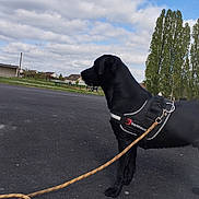 Vasco a rejoint le concours — aidez-le/la à gagner de superbes lots ! dog, black_dog, leash, harness, asphalt, outdoor, trees, clouds, sky, grass, suburban, house, pet, canine, walking, nature, daytime, side_view, animal, alert