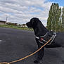 dog, black_dog, leash, harness, asphalt, outdoor, trees, clouds, sky, grass, suburban, house, pet, canine, walking, nature, daytime, side_view, animal, alert