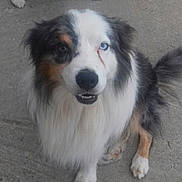 Hinto participe au concours pour gagner de l'argent avec cette photo : australian_shepherd, border_collie, carnivoran, collie, companion_dog, dog, dog_breed, dog_breed_group, dog_like_mammal, english_shepherd, miniature_australian_shepherd, rough_collie, scotch_collie, shetland_sheepdog, snout, welsh_sheepdog