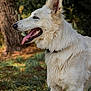 dog, white_dog, outdoor, grass, tree, nature, pet, canine, tongue_out, fur, collar, animal, profile_view, happy, daylight, forest, muzzle, ears, portrait, walking