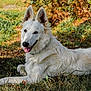 dog, white_dog, outdoor, grass, nature, canine, animal, pet, lying_down, sunlight, happy, tongue_out, ears_up, fur, muzzle, relaxed, summer, daylight, closeup, portrait