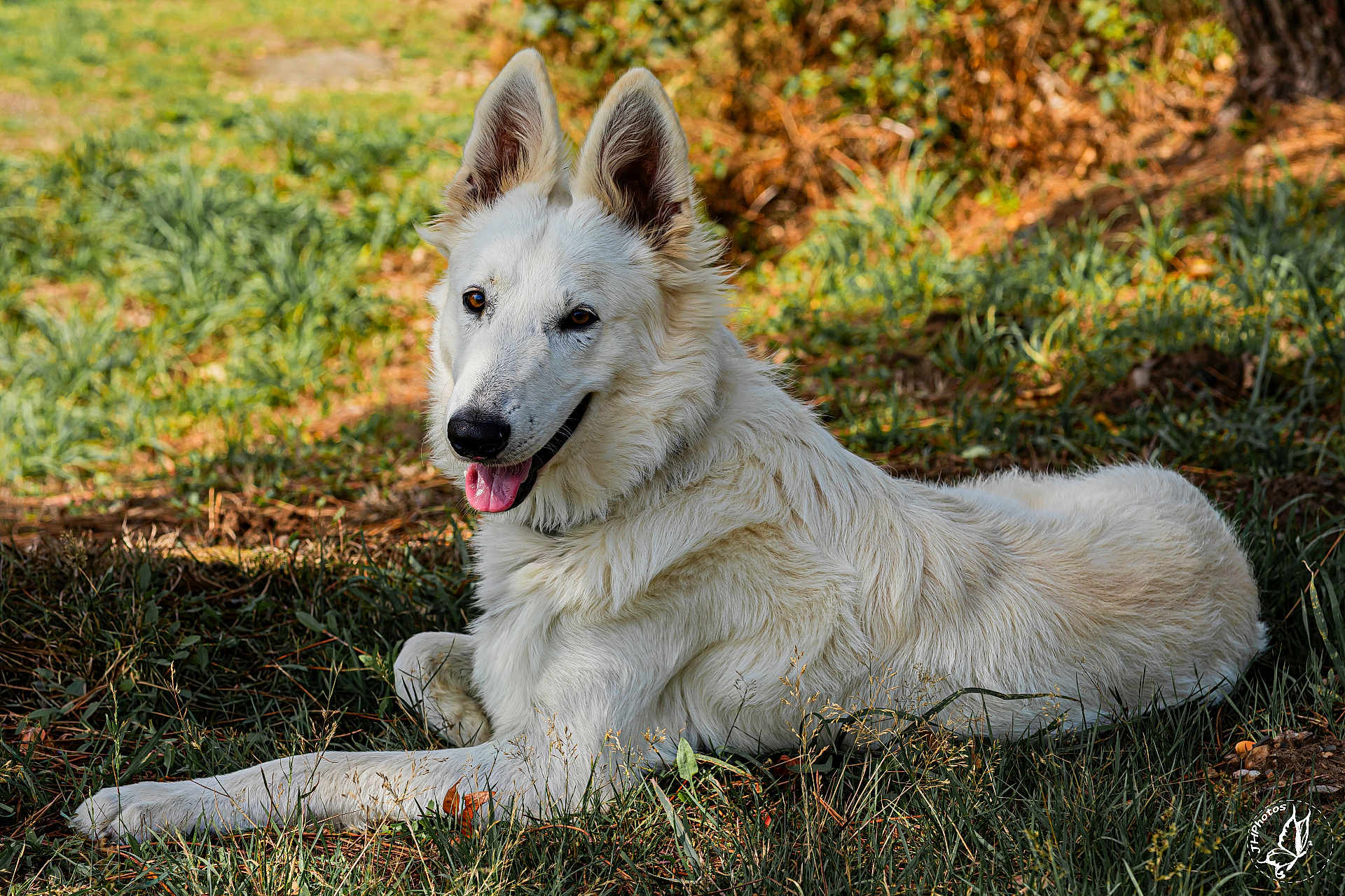Voyko participe au concours pour gagner de l'argent avec cette photo : dog, white_dog, outdoor, grass, nature, canine, animal, pet, lying_down, sunlight, happy, tongue_out, ears_up, fur, muzzle, relaxed, summer, daylight, closeup, portrait