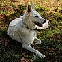 dog, white_dog, outdoor, grass, molehills, sunlight, panting, relaxed, lying_down, canine, nature, animal, ears, fur, collar, tongue, daytime, park, mammal, pet