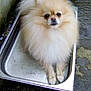 Lady a rejoint le concours — aidez-le/la à gagner de superbes lots ! carnivoran, companion_dog, dog, dog_breed, dog_breed_group, dog_like_mammal, german_spitz, german_spitz_klein, german_spitz_mittel, pomeranian, snout, spitz, volpino_italiano, whiskers