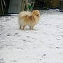 Lady a rejoint le concours — aidez-le/la à gagner de superbes lots ! carnivoran, companion_dog, dog, dog_breed, dog_breed_group, dog_like_mammal, freezing, german_spitz, pomeranian, snout, snow, spitz, tibetan_spaniel, winter