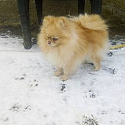 Lady participe au concours pour gagner de l'argent avec cette photo : carnivoran, companion_dog, dog, dog_breed, dog_breed_group, dog_like_mammal, german_spitz, german_spitz_klein, german_spitz_mittel, mammal, non_sporting_group, pomeranian, snout, snow, spitz, tibetan_spaniel, volpino_italiano