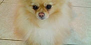 Lady participe au concours pour gagner de l'argent avec cette photo : ancient_dog_breeds, carnivoran, companion_dog, dog, dog_breed, dog_breed_group, dog_like_mammal, german_spitz, german_spitz_klein, german_spitz_mittel, mammal, non_sporting_group, pomeranian, puppy, snout, spitz, sporting_group, toy_dog, volpino_italiano