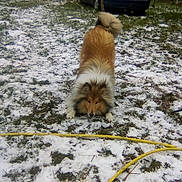 Maika a rejoint le concours — aidez-le/la à gagner de superbes lots ! companion_dog, dog, dog_breed, dog_breed_group, dog_like_mammal, eurasier, finnish_spitz, freezing, pomeranian, snow, spitz, winter