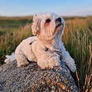 Shanel participe au concours pour gagner de l'argent avec cette photo : animal, canine, collar, daylight, dog, field, fluffy, fur, golden_hour, grass, landscape, nature, outdoor, peaceful, pet, portrait, rock, sitting, sunlight, white_dog