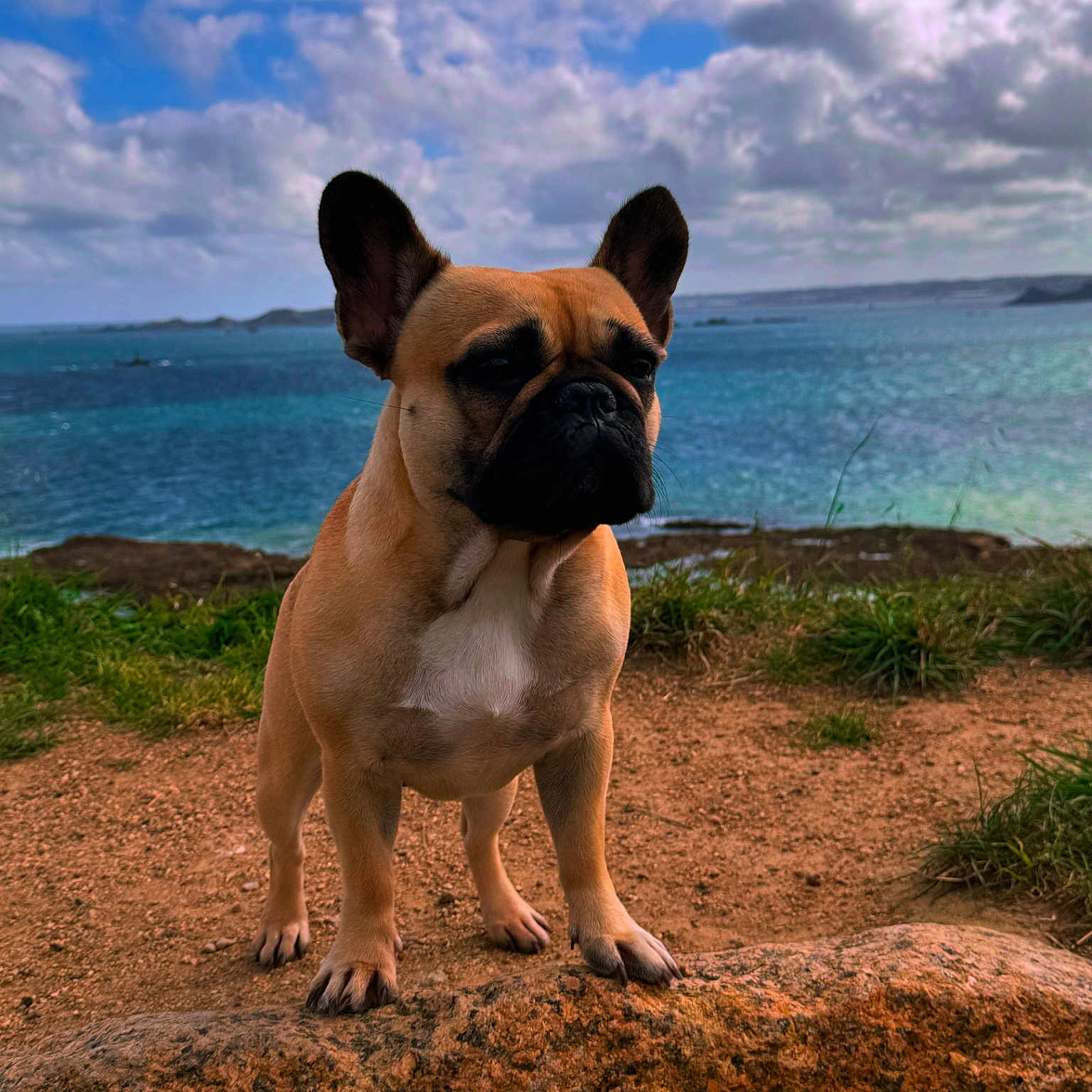 Umi participe au concours pour gagner de l'argent avec cette photo : animal, beach, boxer, bulldog, canine, coast, dog, frenchbulldog, landscape, nature, outdoors, pet, pitbull, puppy, rock, sea, shoreline, sky, soil, water