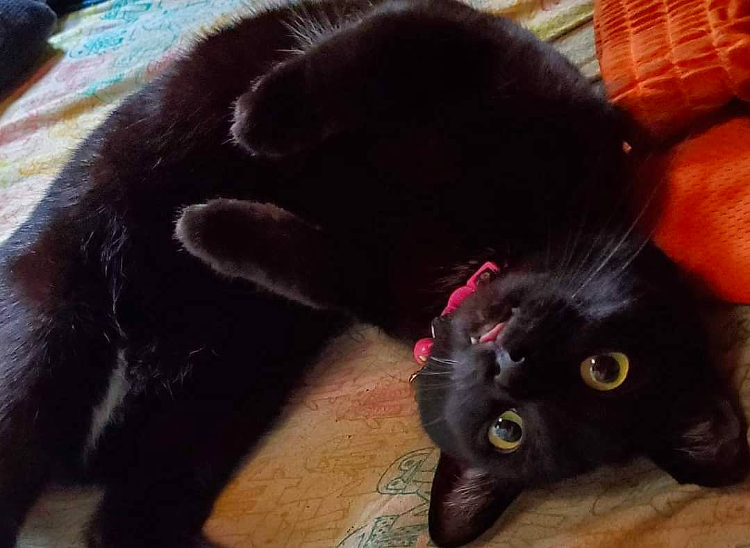 Salem is registered to the contest to win money with this photo: animal, bed, black_cat, cat, collar, cozy, cushion, cute, domestic, fur, indoor, lying_down, mischievous, pet, playful, relaxed, resting, tongue_out, whiskers, wide_eyes