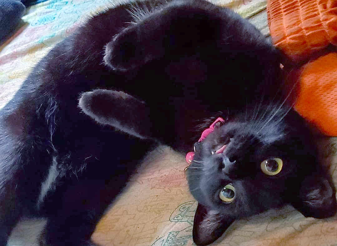 Salem