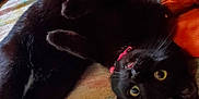 Salem is registered to the contest to win money with this photo: animal, bed, black_cat, blanket, cat, close_up, collar, cute, eyes, feline, fur, indoor, lying_down, orange_cushion, pet, pink_collar, playful, relaxed, teeth, whiskers