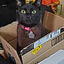 animal, black_cat, box, cardboard_box, cat, close_up, collar, curious, cute, domestic_cat, feline, green_eyes, household, indoor, pet, plush_toy, relaxed, sitting, tag, toy