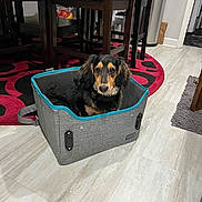 Bentlee joined the competition — help win amazing prizes! animal, black_and_tan, box, canine, chair, cozy, cute, dog, domestic_animal, fabric, floor, furniture, home, indoor, living_room, looking, pet, resting, rug, tile