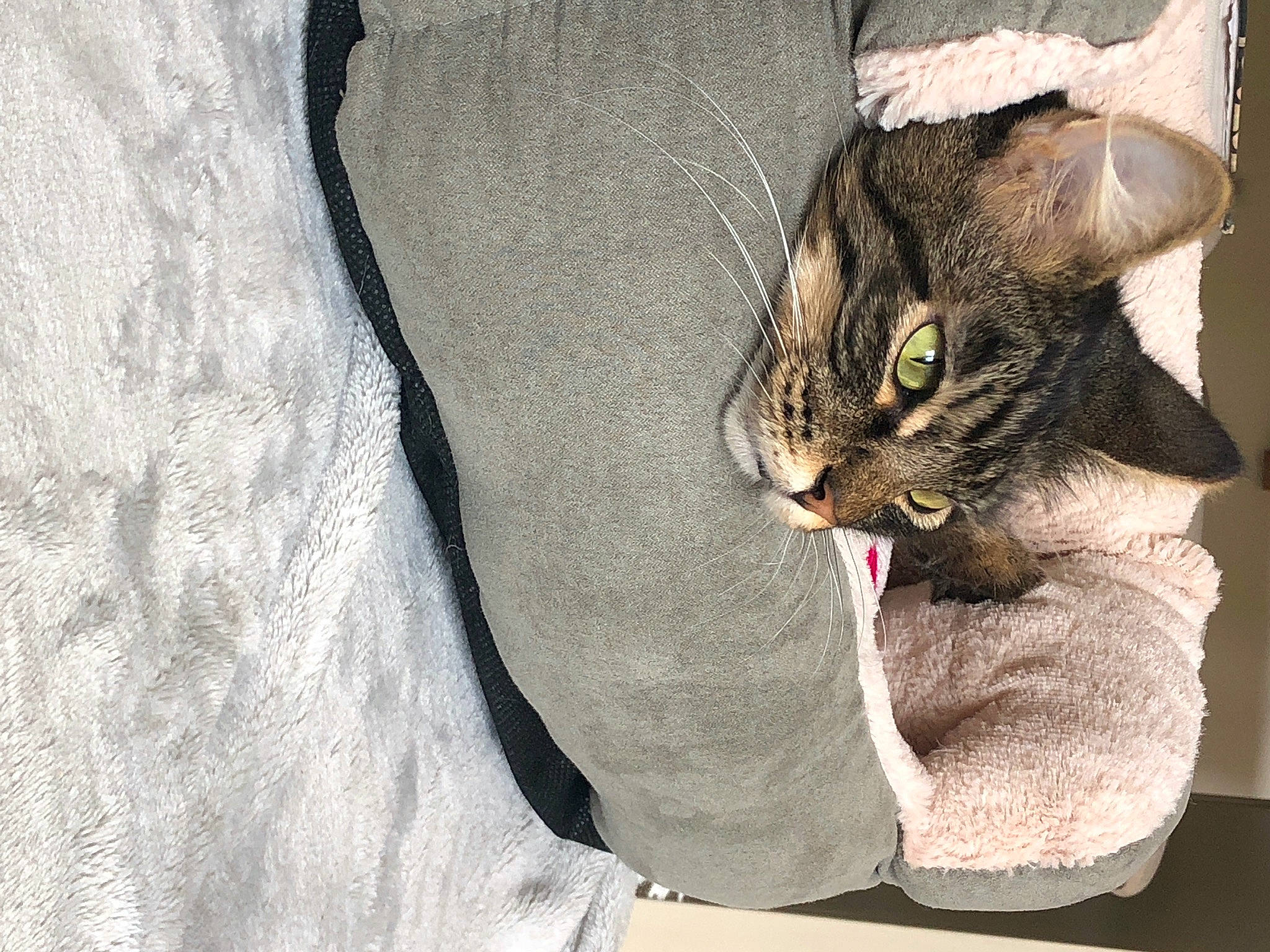 Navi joined the competition — help win amazing prizes! aegean_cat, american_shorthair, asian, carnivore, cat, domestic_short_haired_cat, ear, european_shorthair, felidae, fur, kitten, linens, norwegian_forest_cat, pixie_bob, polydactyl_cat, small_to_medium_sized_cats, tabby_cat, whiskers