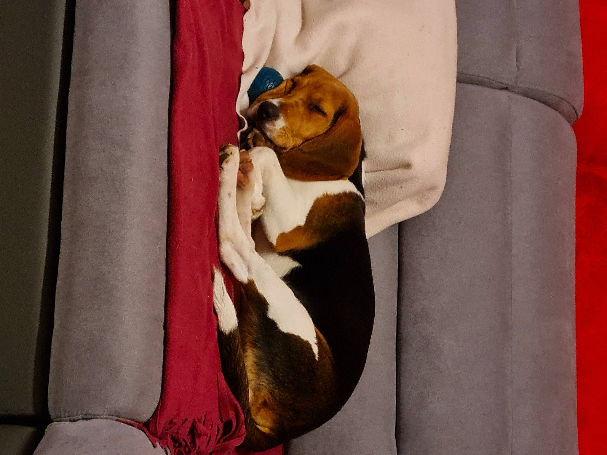 Mélie a rejoint le concours — aidez-le/la à gagner de superbes lots ! bag, canidae, carnivore, comfort, companion_dog, couch, dog, dog_breed, dog_supply, fawn, fur, hound, linens, pet_supply, sleeve, snout, sporting_group, stuffed_toy, textile, working_animal