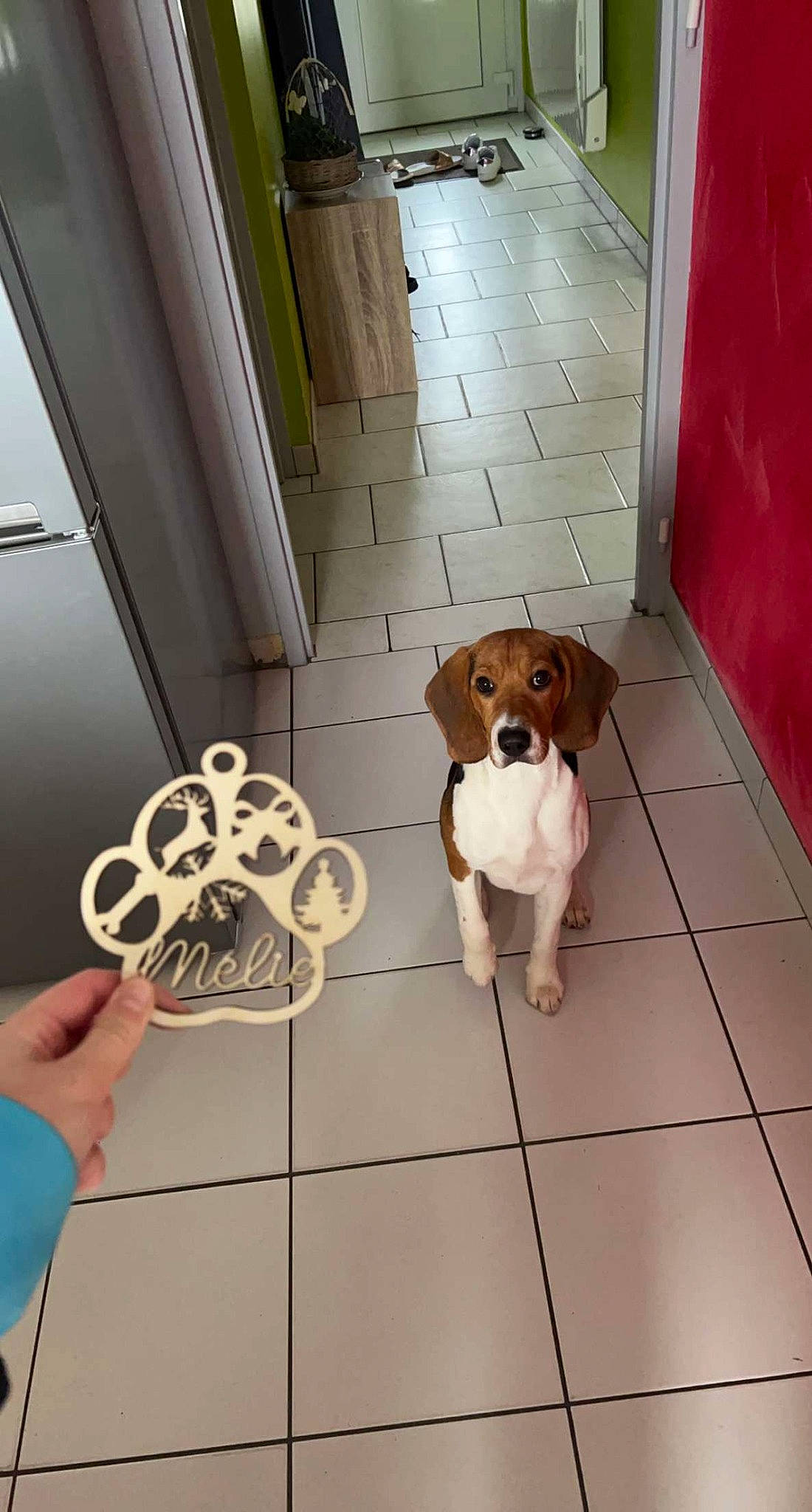 Mélie participe au concours pour gagner de l'argent avec cette photo : canidae, carnivore, companion_dog, dog, dog_breed, fawn, floor, flooring, hardwood, mammal, metal, pet_supply, room, snout, stuffed_toy, tail, toy, vertebrate, wood, working_animal