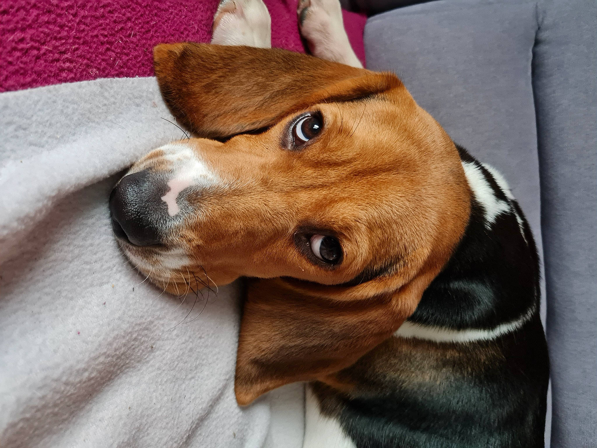 Mélie a rejoint le concours — aidez-le/la à gagner de superbes lots ! canidae, carnivore, collar, comfort, companion_dog, dog, dog_breed, dog_supply, ear, fawn, fur, hat, hunting_dog, liver, non_sporting_group, pet_supply, snout, sporting_group, whiskers, working_animal