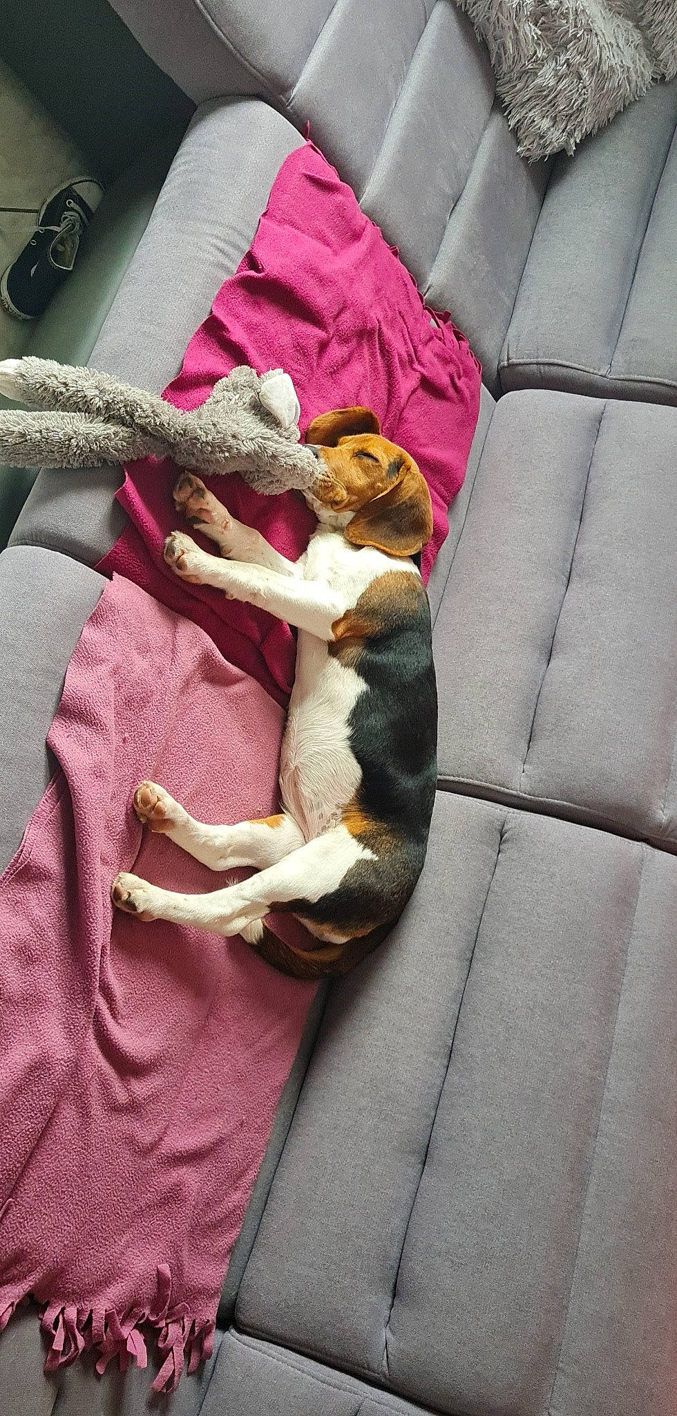 Mélie participe au concours pour gagner de l'argent avec cette photo : bag, bed, bed_sheet, bedding, blanket, carnivore, comfort, companion_dog, fawn, felidae, fur, human_leg, linens, magenta, pink, purple, room, small_to_medium_sized_cats, stuffed_toy, textile