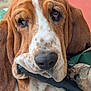 animal, basset_hound, black_object, brown, canine, close_up, cushion, dog, ears, expression, face, fur, nose, outdoor, pet, portrait, relaxed, resting, whiskers, white