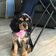 Laila is registered to the contest to win money with this photo: puppy, dog, bandana, pink, heart_pattern, floor, wooden_floor, indoor, furniture, chair, couch, black, tan, cute, pet, animal, sitting, young_dog, fluffy, adorable