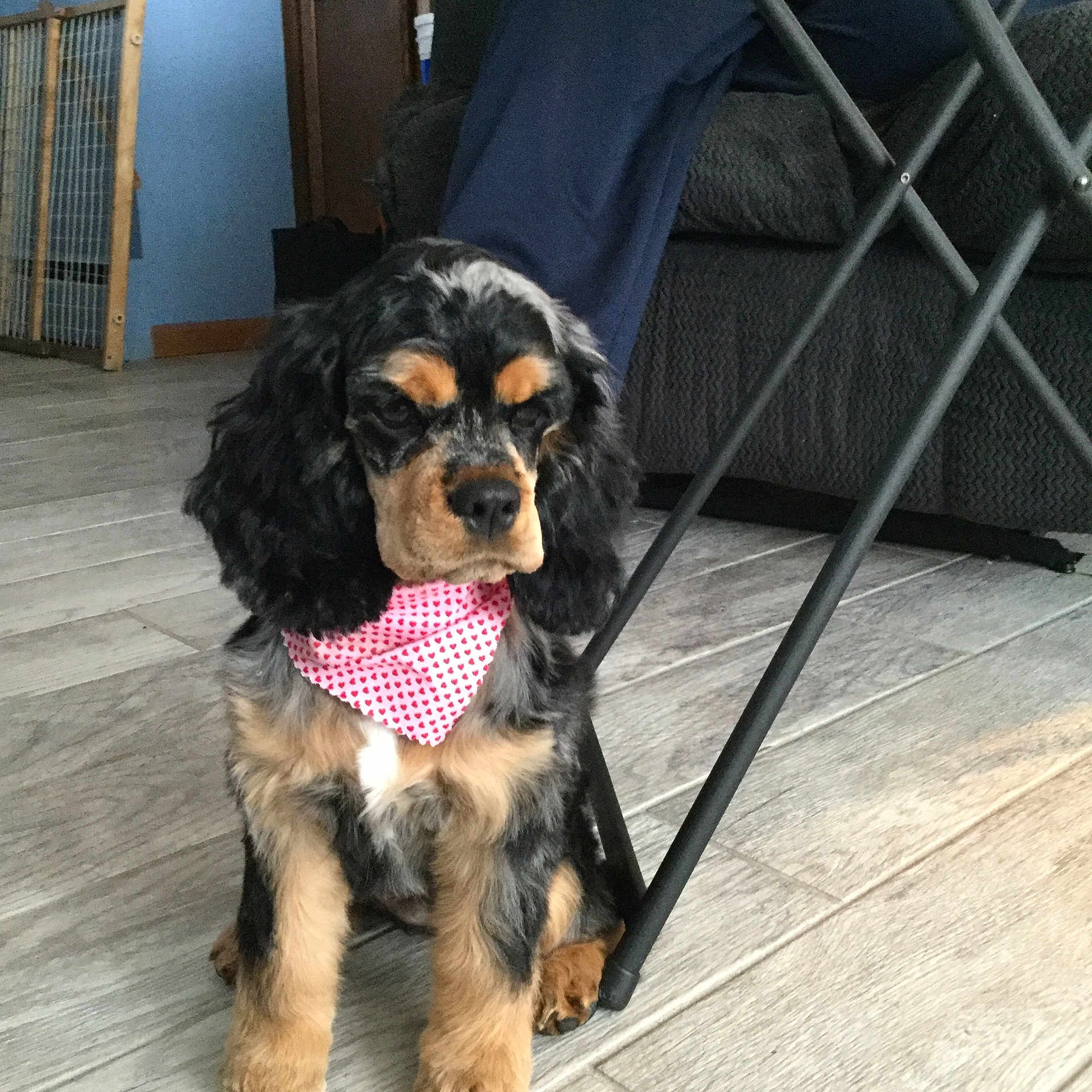 Laila is registered to the contest to win money with this photo: puppy, dog, bandana, pink, heart_pattern, floor, wooden_floor, indoor, furniture, chair, couch, black, tan, cute, pet, animal, sitting, young_dog, fluffy, adorable