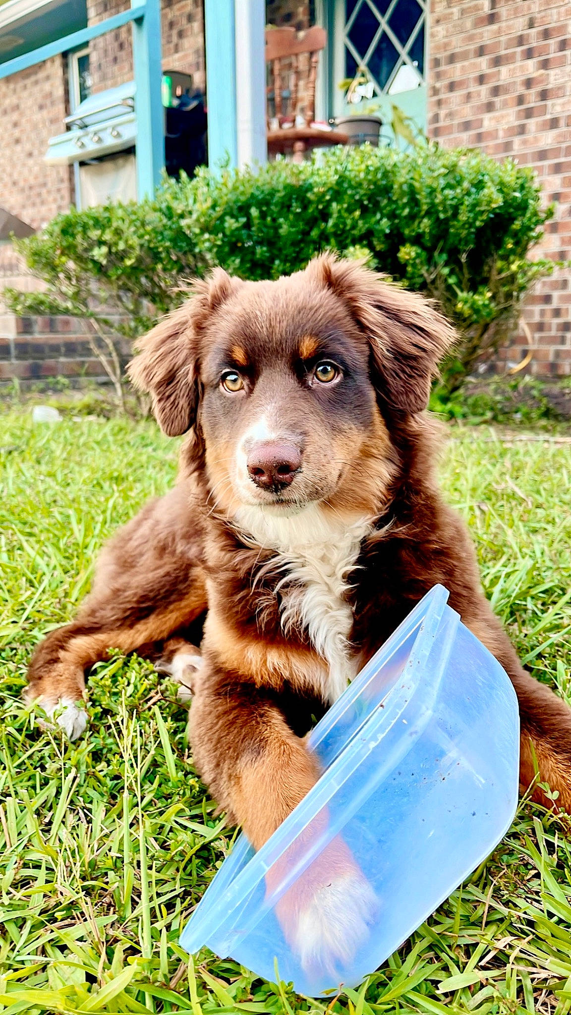 Lizzie joined the competition — help win amazing prizes! bear, canidae, carnivore, companion_dog, dog, dog_breed, fur, grass, liver, plant, snout, sporting_group, terrestrial_animal, window, working_animal, working_dog