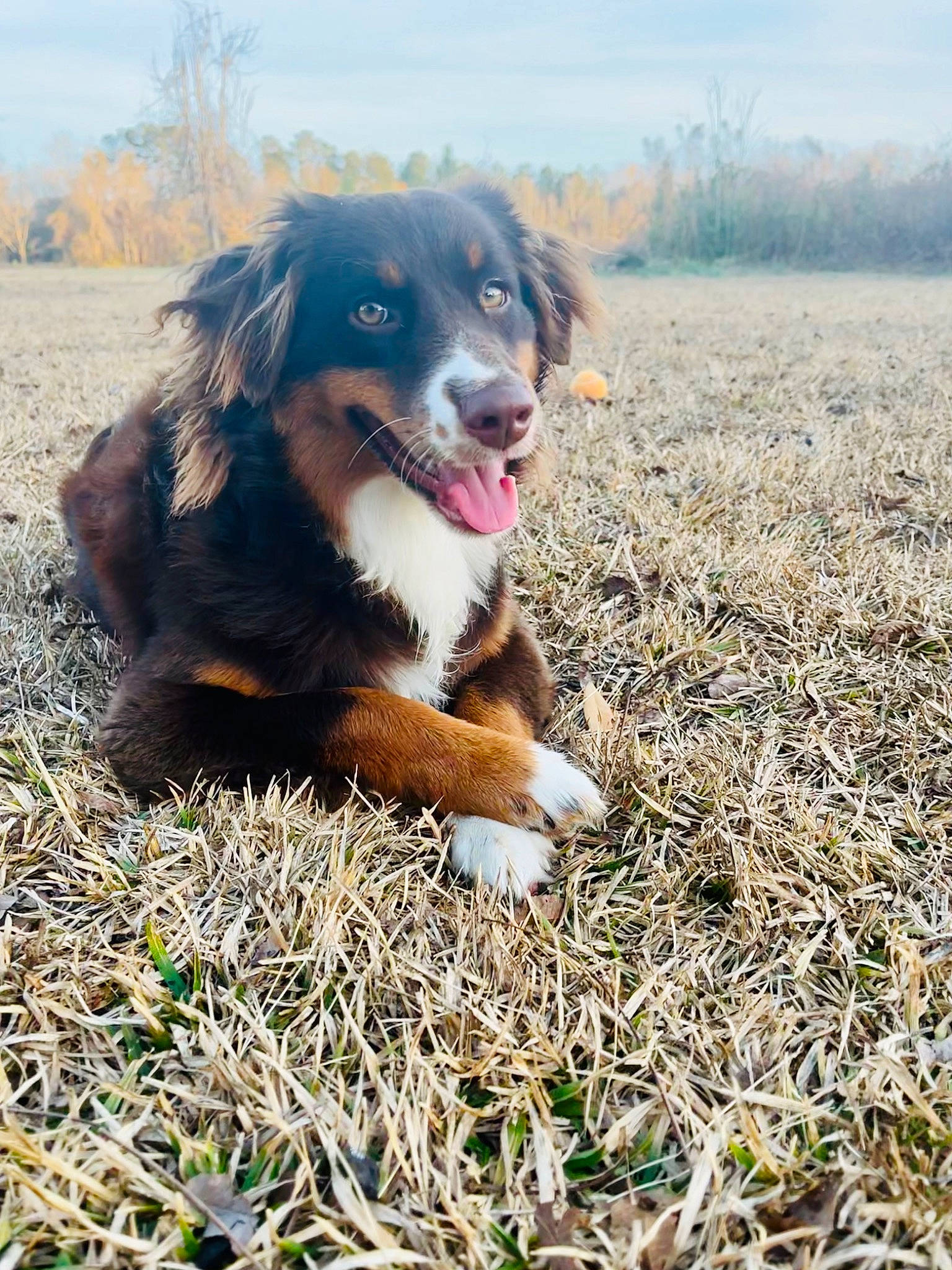 Lizzie joined the competition — help win amazing prizes! canidae, carnivore, companion_dog, dog, dog_breed, grass, happy, herding_dog, horizon, hunting_dog, sky, sporting_group, tree, working_dog