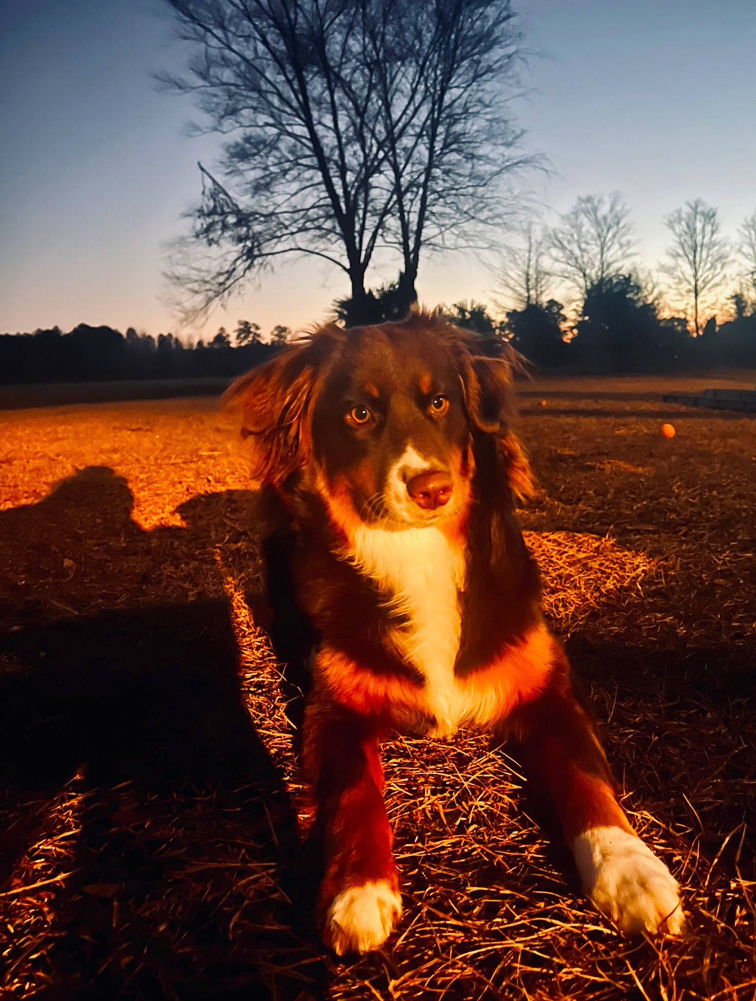 Lizzie joined the competition — help win amazing prizes! carnivore, companion_dog, dog, dog_breed, fawn, flash_photography, grass, happy, heat, landscape, people_in_nature, plant, sky, snout, soil, sunglasses, tail, tints_and_shades, tree, wood