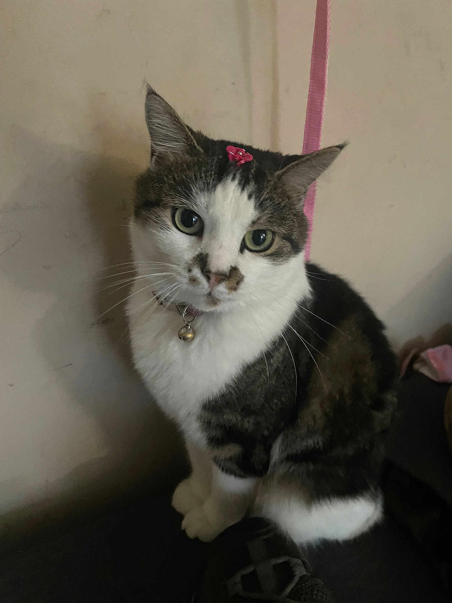 Selene is registered to the contest to win money with this photo: cat, pet, animal, flower, pink, collar, bell, whiskers, ears, fur, indoor, cute, sitting, looking_up, tabby, white_fur, domestic_cat, portrait, wall, shadow