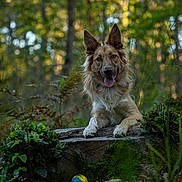 Atchoum participe au concours pour gagner de l'argent avec cette photo : dog, canine, long_hair, pointed_ears, tongue_out, sitting, outdoors, forest, woodland, moss, log, plants, ferns, greenery, nature, portrait, animal, happy, fluffy, bokeh