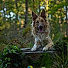 dog, canine, long_hair, pointed_ears, tongue_out, sitting, outdoors, forest, woodland, moss, log, plants, ferns, greenery, nature, portrait, animal, happy, fluffy, bokeh
