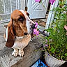 dog, basset_hound, flower, porch, plant, greenery, concrete, door, screen_door, potted_plant, sniffing, pet, outdoor, close_up, brown_and_white, animal, nature, leaves, canine, paw