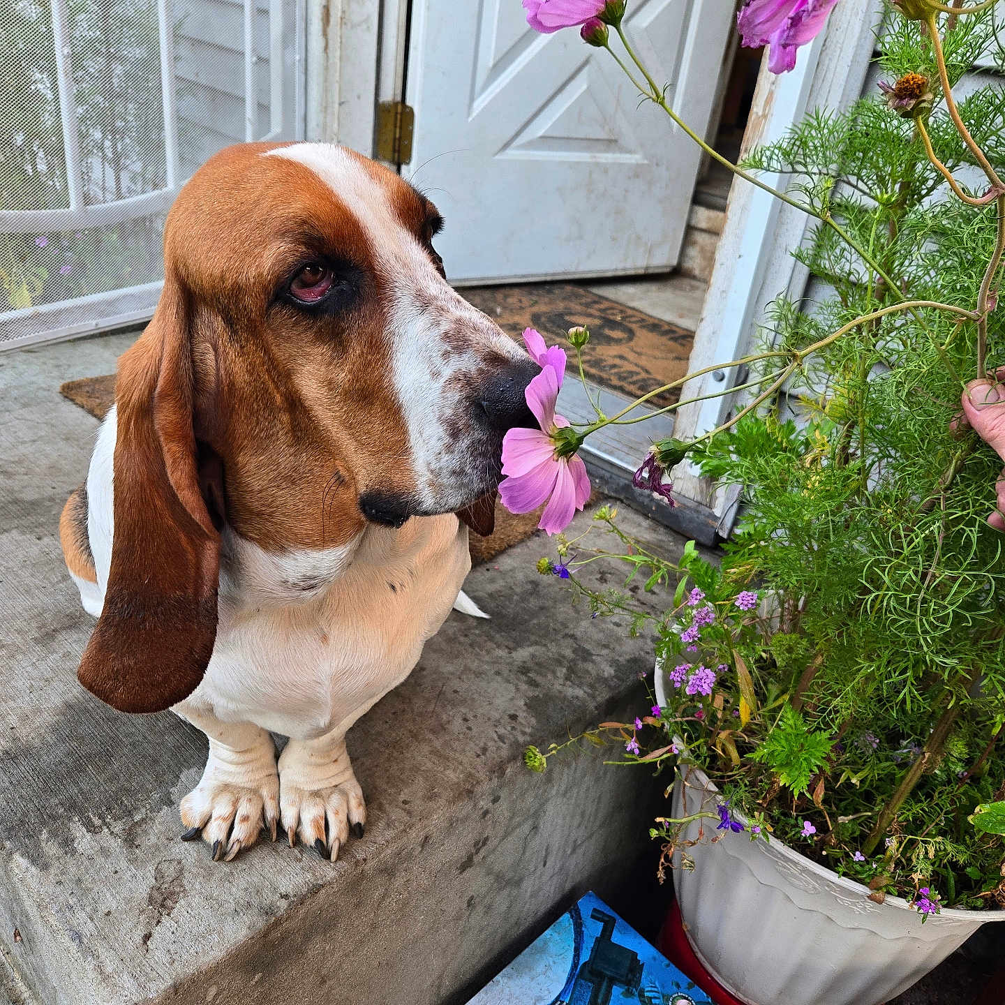 Daisy
