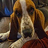 dog, basset_hound, pet, close_up, brown, white, ears, paws, leather_couch, blanket, indoor, animal, face, expression, resting, fur, snout, portrait, canine, tired_look