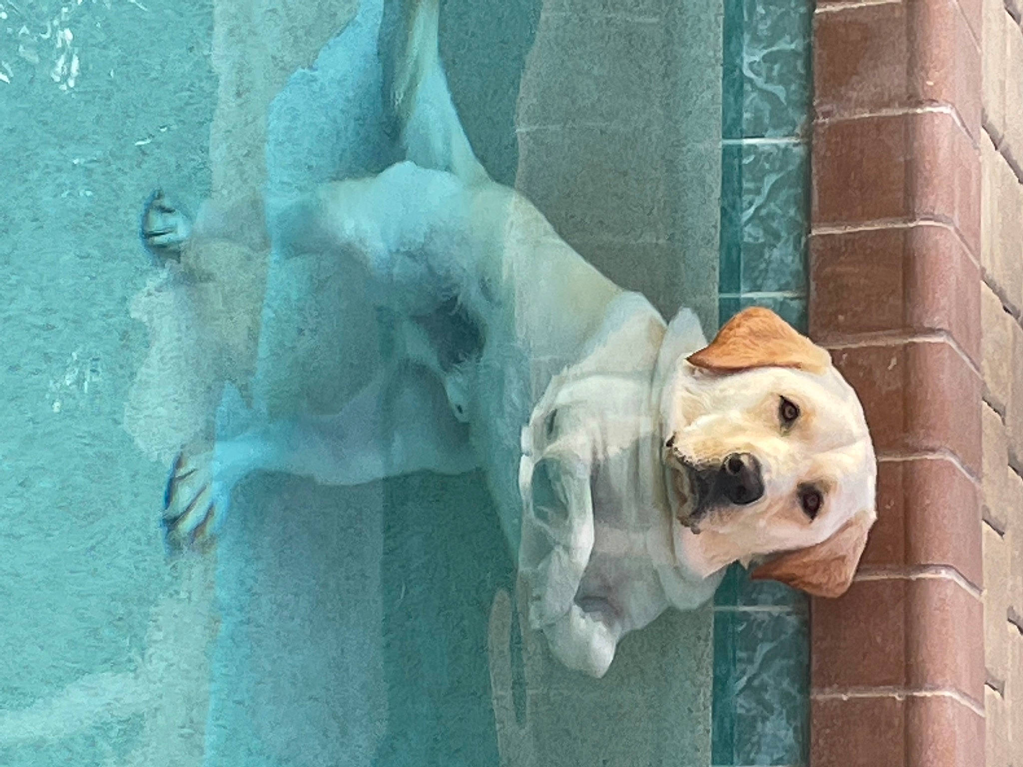 Butch is registered to the contest to win money with this photo: art, canidae, carnivore, companion_dog, dog, dog_breed, door, fawn, fur, mammal, non_sporting_group, sculpture, snout, sporting_group, vertebrate, working_animal