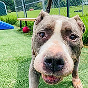 Kylee is registered to the contest to win money with this photo: dog, close_up, outdoor, greenery, fence, red_ball, grass, pet, animal, curious, canine, snout, ears, playground, daylight, nature, looking, friendly, tongue, paw