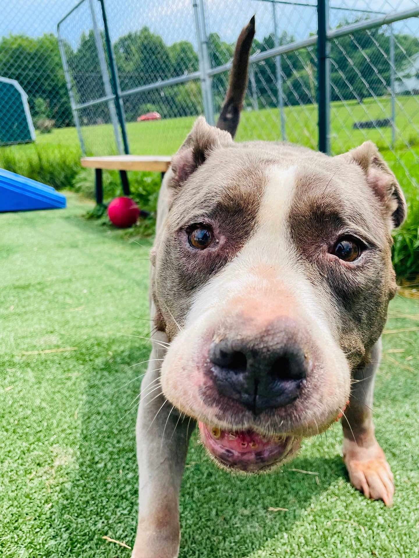 Kylee is registered to the contest to win money with this photo: dog, close_up, outdoor, greenery, fence, red_ball, grass, pet, animal, curious, canine, snout, ears, playground, daylight, nature, looking, friendly, tongue, paw