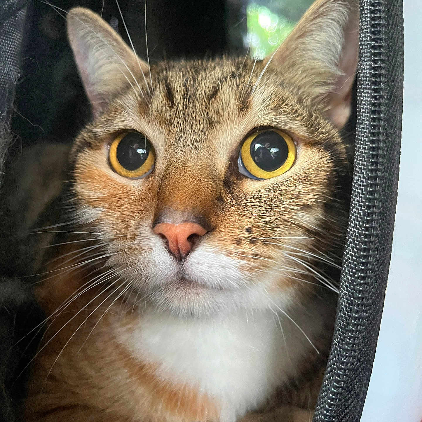 Berry is registered to the contest to win money with this photo: animal, carrier, cat, close_up, cozy, curious, cute, ears, face, feline, fur, indoor, looking, nose, pet, portrait, tabby, whiskers, yellow_eyes, zipper