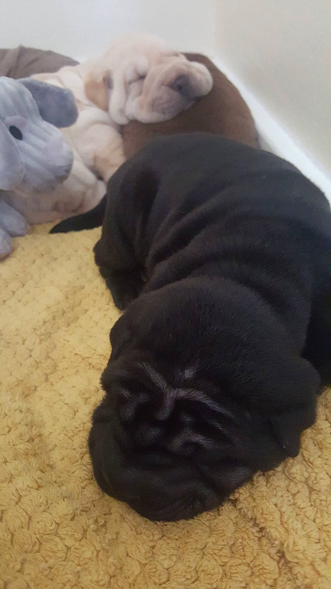 Kali joined the competition — help win amazing prizes! canidae, carnivore, comfort, companion_dog, dog, dog_breed, fawn, flooring, fur, grey, guard_dog, hardwood, mammal, paw, snout, sporting_group, tail, terrestrial_animal, toy_dog, working_animal