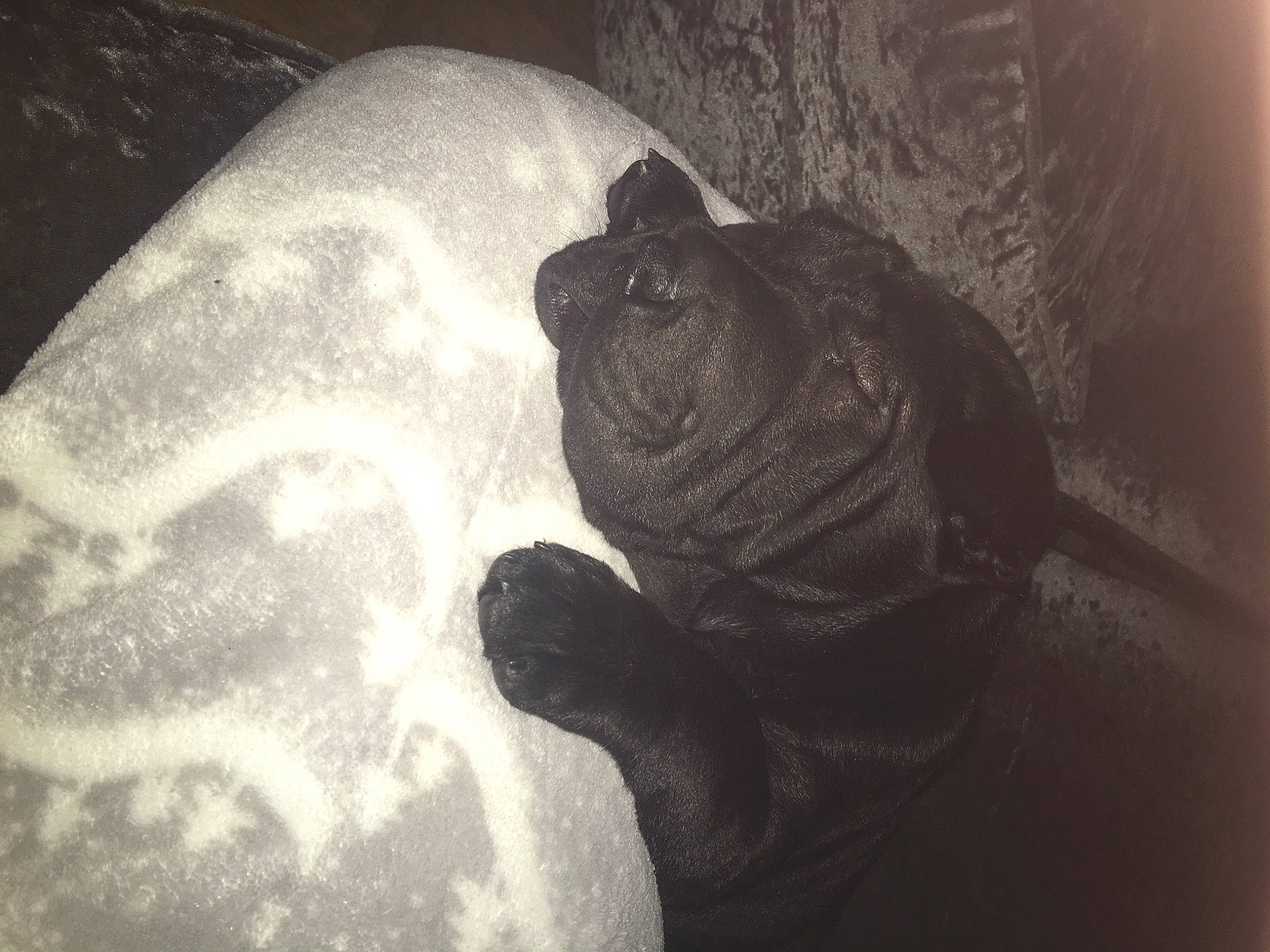 Kali joined the competition — help win amazing prizes! amphibian, darkness, eye, fish, flash_photography, grey, human_leg, jaw, marine_biology, monochrome, monochrome_photography, reptile, shadow, snout, still_life_photography, terrestrial_animal, tints_and_shades, turtle, water, wrinkle